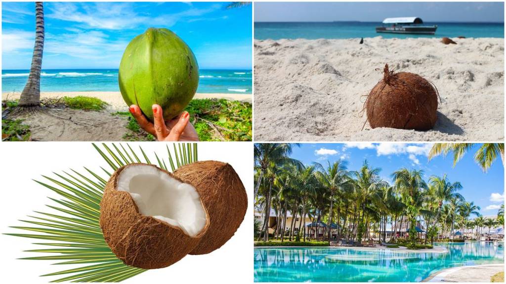 booking.com, world coconut day, Beijinhos from Brazil, Khow suey from Myanmar, Haupia from Hawaii