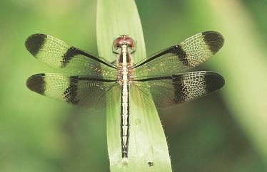 sanjay van, delhi, dragonfly, delhi tourism