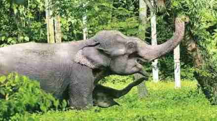 The ministry has now embarked on creating a genetic database of captive elephants. The ministry has now embarked on creating a genetic database of captive elephants.