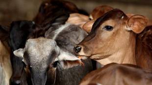 lumpy skin disease cases in india