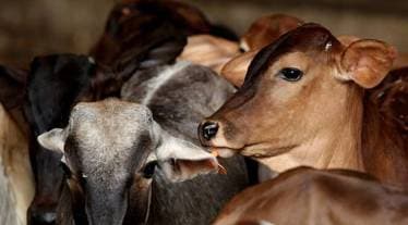 lumpy skin disease cases in india