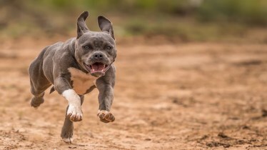 Pitbull ban in Kanpur | Rottweiler ban in Kanpur | Kanpur ban on pitbull
