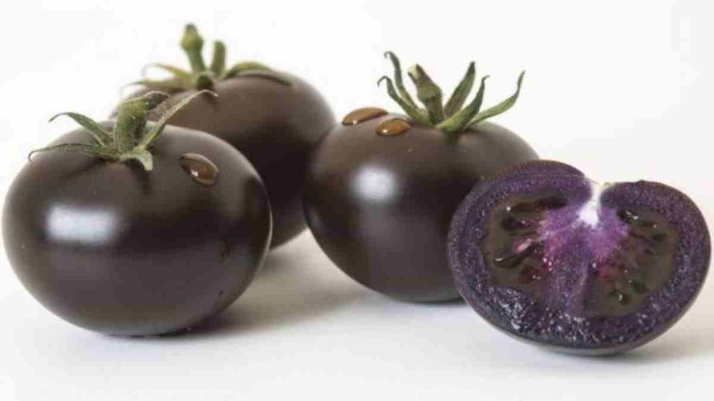 The anti-inflammatory and antioxidant properties of the purple tomato can help prevent age-related degenerative disorders. (Image: Twitter/@DavidECastroG)
