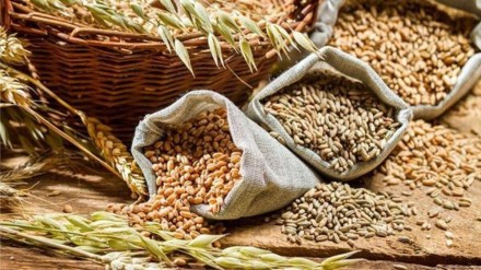 The annual domestic consumption of wheat is estimated at 84-85 mt. (IE)