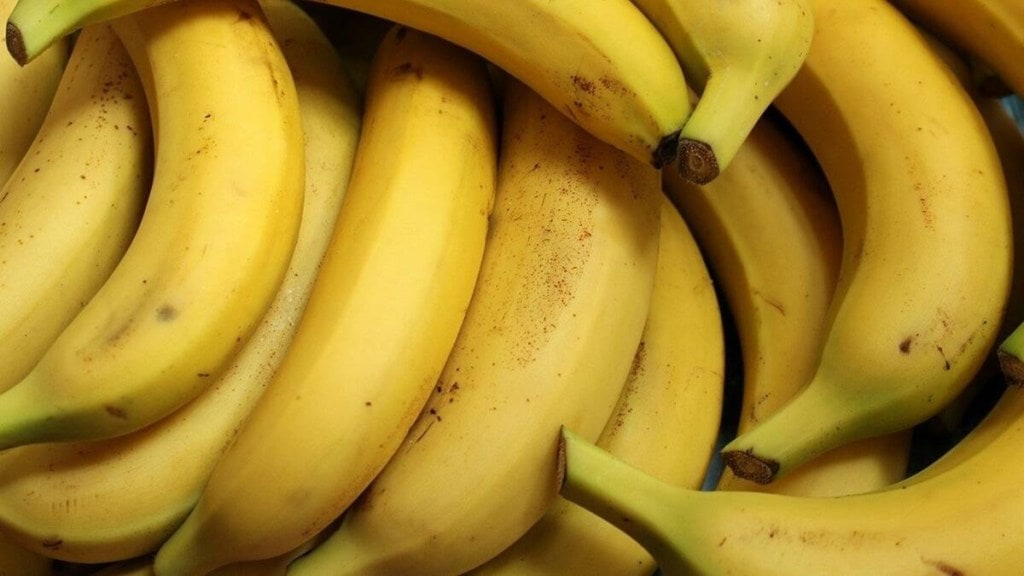 The startup, co-founded by Fariq Naushad and Previn Jacob, would seamlessly connect banana farmers, dealers, wholesalers and B2B buyers of the country, according to a company statement. The startup, co-founded by Fariq Naushad and Previn Jacob, would seamlessly connect banana farmers, dealers, wholesalers and B2B buyers of the country, according to a company statement.