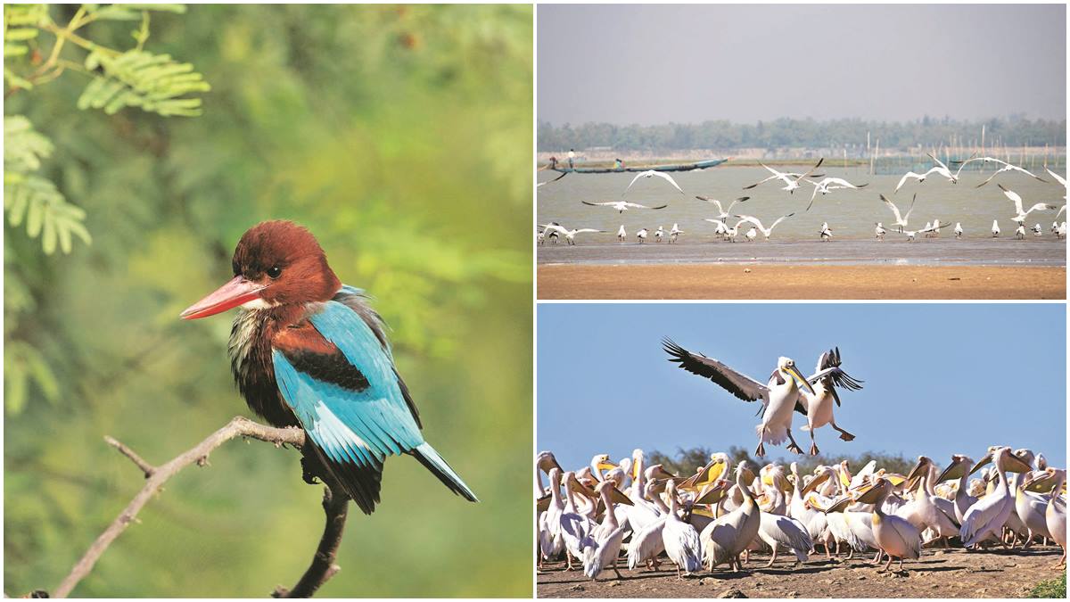 Bharatpur Bird Sanctuary, Harry Gibbons Migratory Bird Sanctuary, Kuala Lumpur Bird Park, Jiahu Jurong Bird Park, Kumarakom Bird Sanctuary