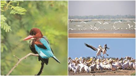Bharatpur Bird Sanctuary, Harry Gibbons Migratory Bird Sanctuary, Kuala Lumpur Bird Park, Jiahu Jurong Bird Park, Kumarakom Bird Sanctuary