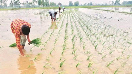 Kharif paddy, Kharif paddy procurement, kharif crop Kharif paddy, Kharif paddy procurement, kharif crop
