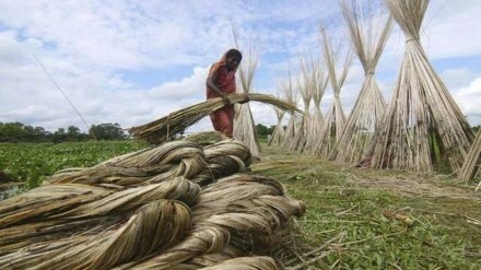 jute industry, msp