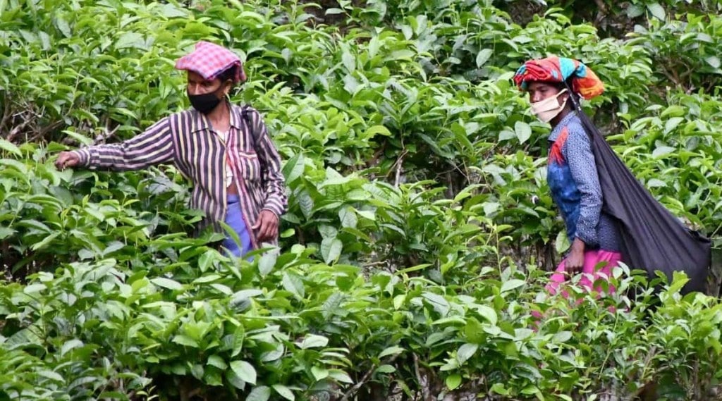 The report stated that the ODX tea prices are ruling at an all-time high level on the back of a demand-supply mismatch in the international market due to production disruptions in Sri Lanka. The report stated that the ODX tea prices are ruling at an all-time high level on the back of a demand-supply mismatch in the international market due to production disruptions in Sri Lanka.