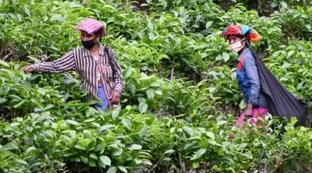 The report stated that the ODX tea prices are ruling at an all-time high level on the back of a demand-supply mismatch in the international market due to production disruptions in Sri Lanka. The report stated that the ODX tea prices are ruling at an all-time high level on the back of a demand-supply mismatch in the international market due to production disruptions in Sri Lanka.