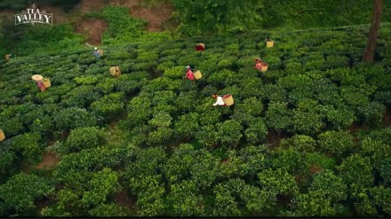 As per the company, Singh evokes the reminiscence of the tea brand anthem, Tea Valley As per the company, Singh evokes the reminiscence of the tea brand anthem, Tea Valley