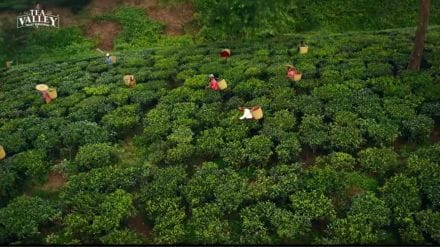 As per the company, Singh evokes the reminiscence of the tea brand anthem, Tea Valley