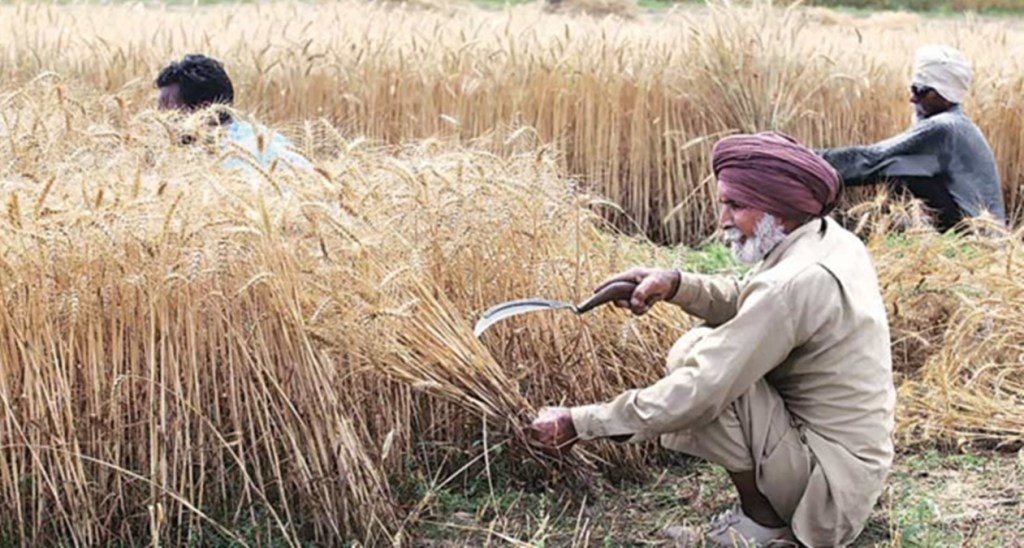 Farmers seeking to use higher soil moisture from surplus rains received earlier this month.
Average area under wheat crop for the last few years is 30.4 mh. (IE)