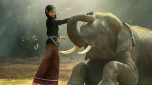 animal adoption scheme