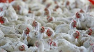 Avian flu, kerala, Health Ministry, Alappuzha, state health authority