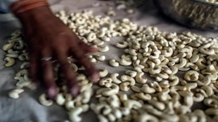 Cashew exports