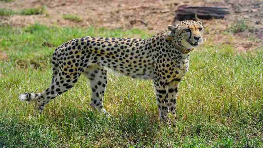 The Cheetah project was revived by the NTCA in 2017