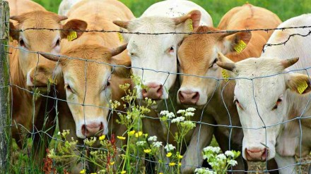 Federated Farmers President Andrew Hoggard said farmers had been trying to work with the government 