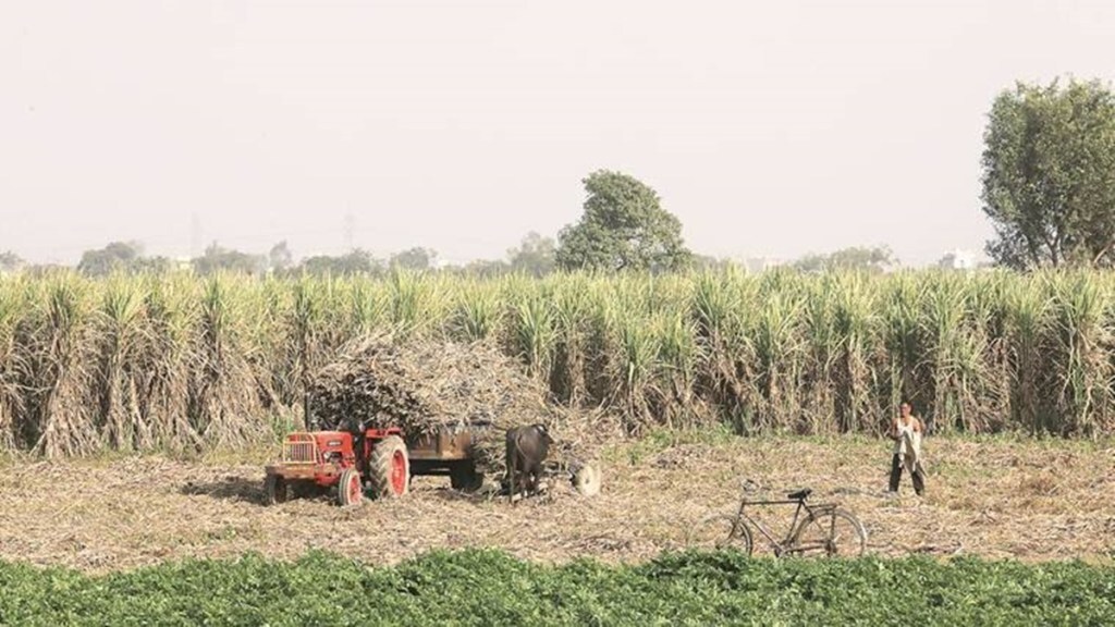 Although it is still early days, paddy arrivals in mandis especially in Punjab and Haryana, major contributors to the central pool stocks, are expected to peak by the middle of this month. (IE)