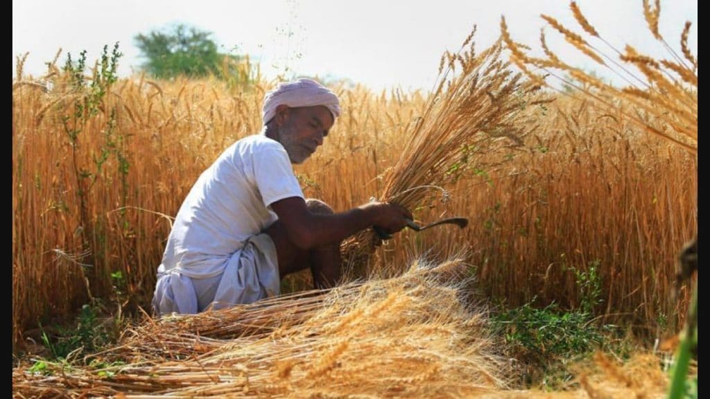  The government increased the MSP for lentils by Rs 500, the highest among all crops. Image: PTI