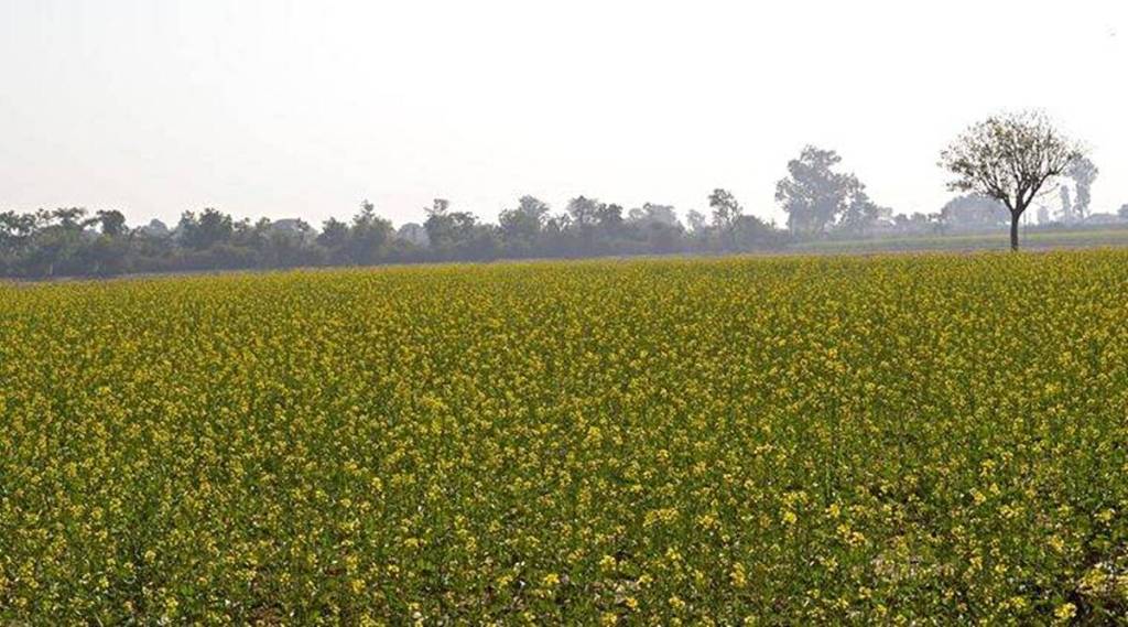India meets around 56% of its annual edible oil consumption via imports with annual imports being around 13-14 million tonne (mt). (IE)