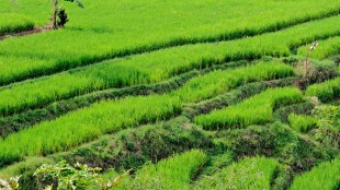 Food Corporation of India, paddy, paddy procurement, kharif crops, kharif procurement