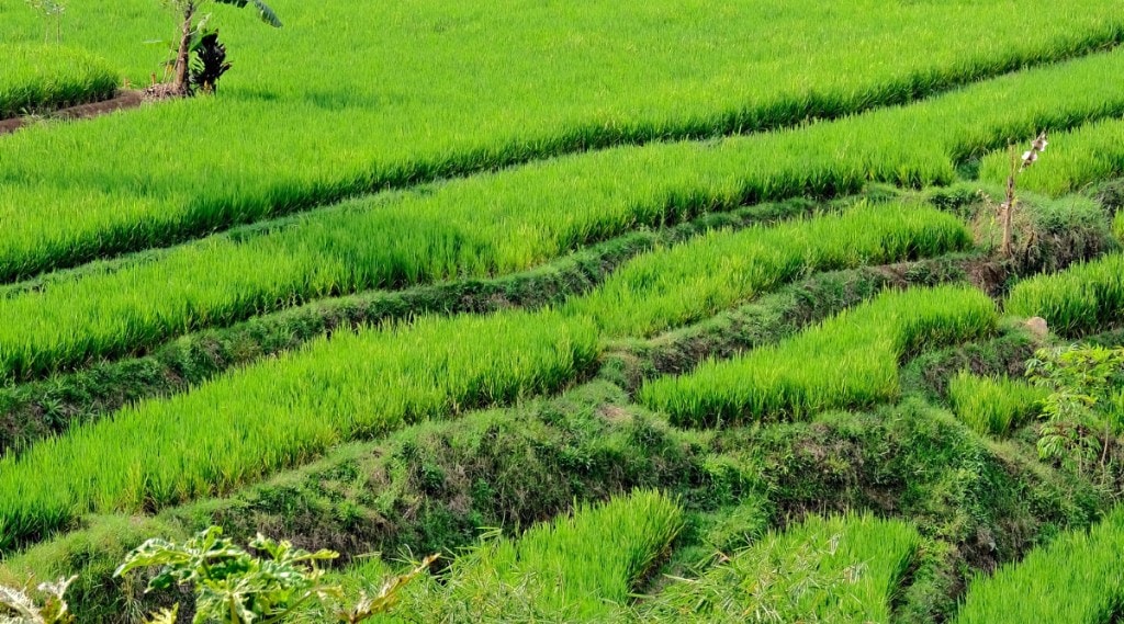 Food Corporation of India, paddy, paddy procurement, kharif crops, kharif procurement