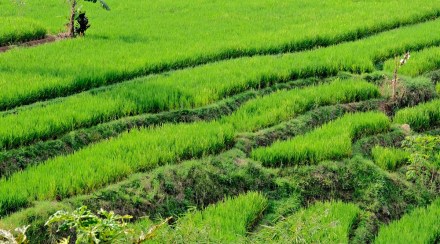 Food Corporation of India, paddy, paddy procurement, kharif crops, kharif procurement