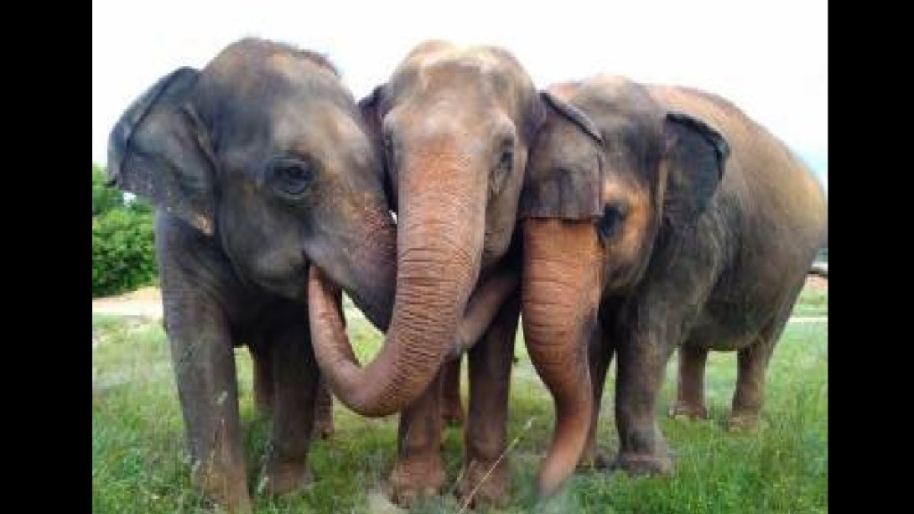 Oil India has adopted two rhinos for Rs 6 lakh each for a year.