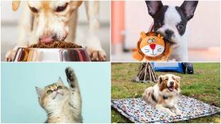 Goofy Tails , healthy pet foods, pet accessories, dog food, cat food