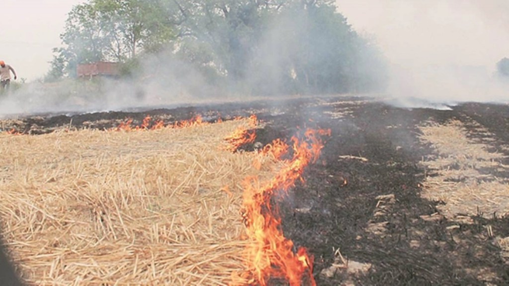 Around 27 million tonne of paddy straw is generated in Punjab and Haryana in a kharif season, which is not used as animal fodder due to its high silica content. (IE) Around 27 million tonne of paddy straw is generated in Punjab and Haryana in a kharif season, which is not used as animal fodder due to its high silica content. (IE)