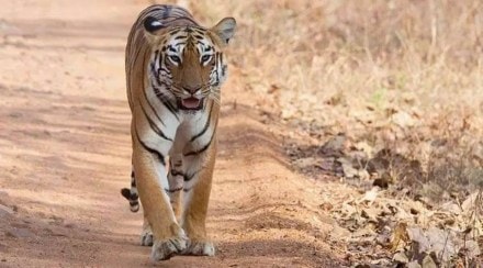 Apart from Ranthambore, Rajasthan has three more tiger reserves in Sariska, Mukundra and newly notified Ramgarh Vishdhari.