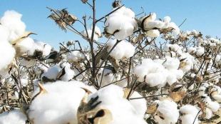 Bt cotton, Dhara Mustard Hybrid-11, GM food crops,