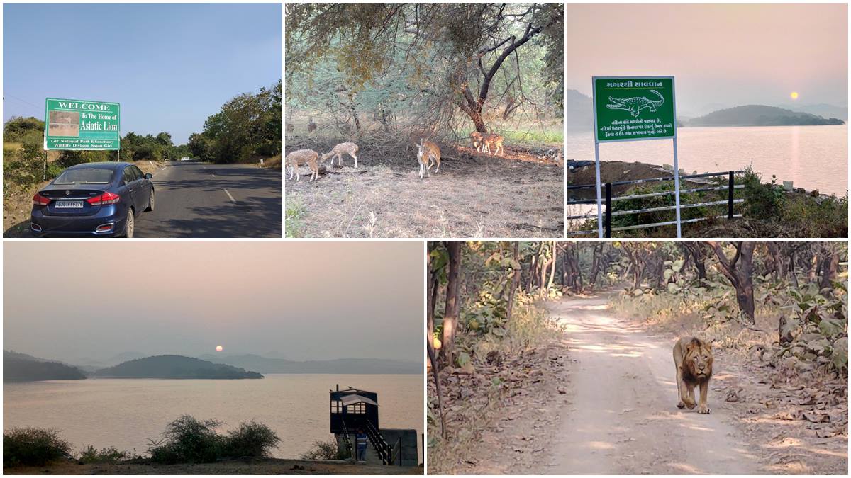 gir forest, gir forest visit, gir forest tour,