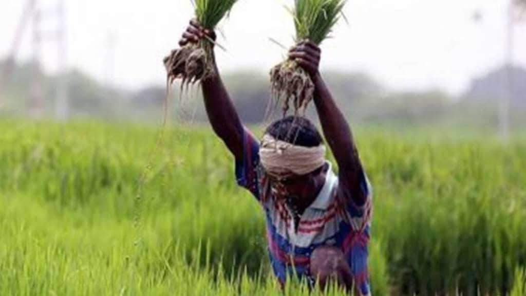 He highlighted that sowing area in rabi season is up 24.13 lakh hectares so far as compared with the year-ago period.