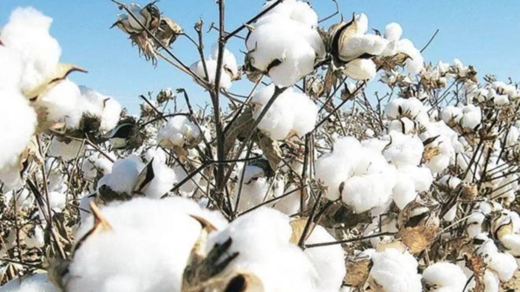 cotton