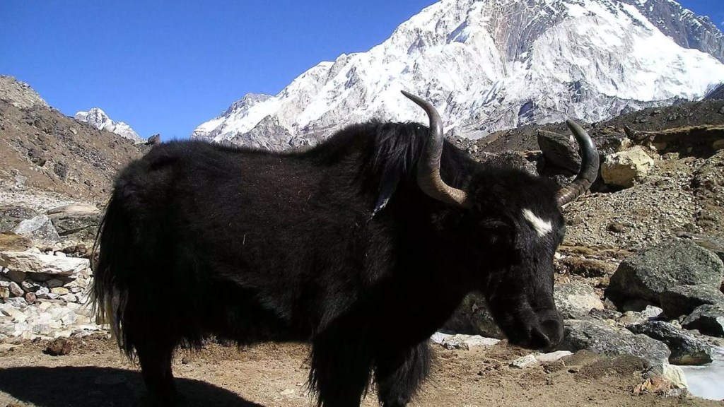 FSSAI approves Yak as a 'food animal': Official
