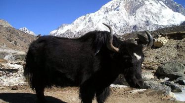 FSSAI approves Yak as a 'food animal': Official