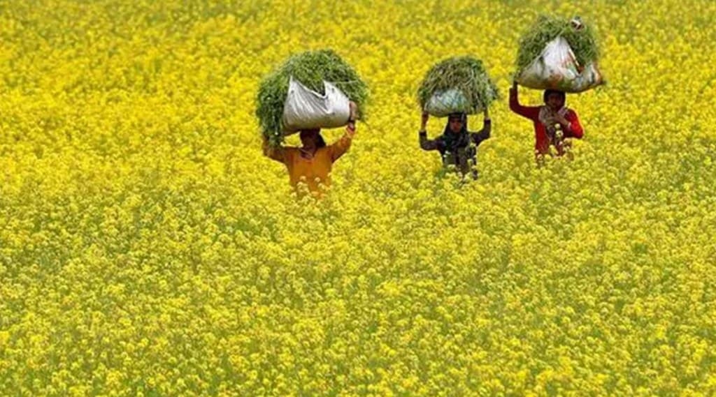 GM mustard GM mustard