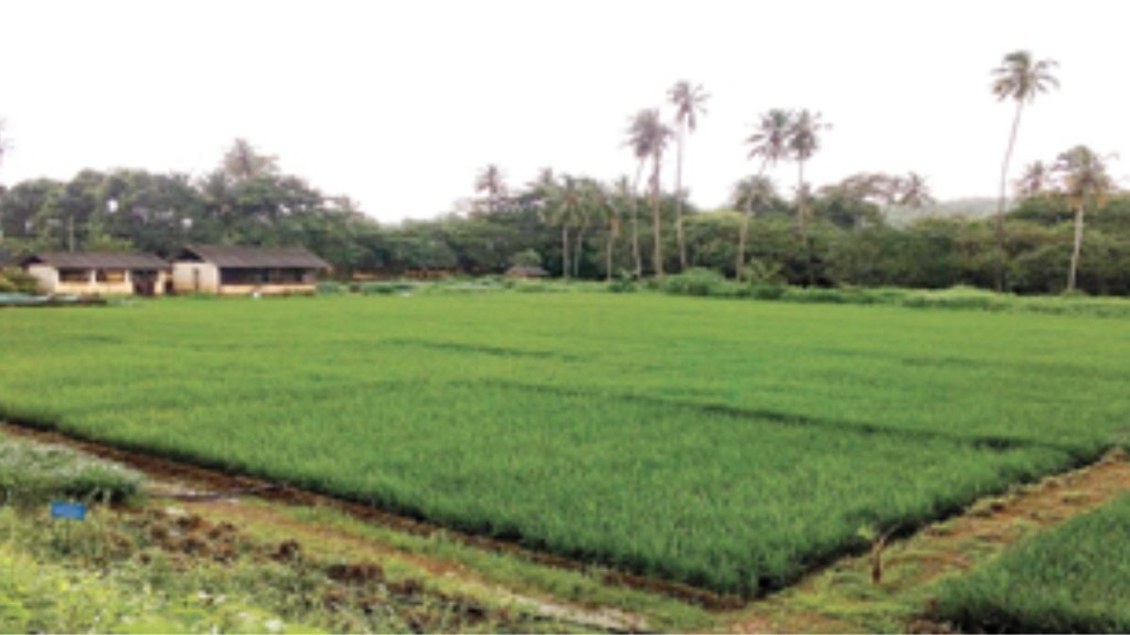 ICAR-CCARI launches Coastal Agricultural Information System ICAR-CCARI launches Coastal Agricultural Information System