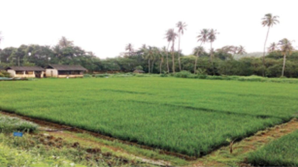 ICAR-CCARI launches Coastal Agricultural Information System