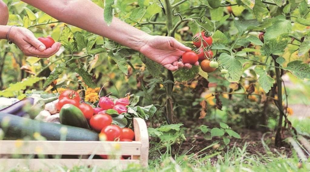 agri startup