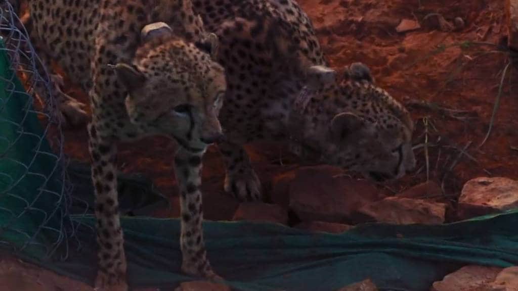 Cheetahs in India! cheetahs Kuno national park, KNP, PM Narendra Modi