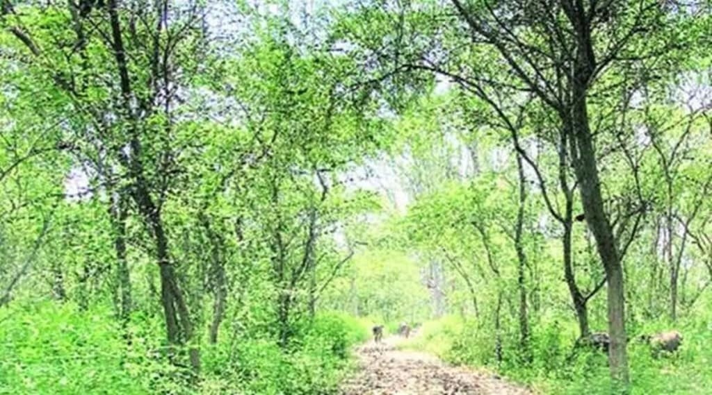 The Trees Outside Forests in India (TOFI) program will take foward Haryana's State Action Plan on Climate Change The Trees Outside Forests in India (TOFI) program will take foward Haryana's State Action Plan on Climate Change