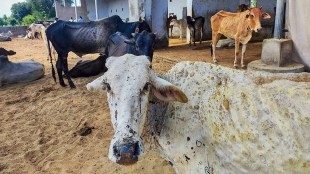Maharashtra, Lumpy Skin Disease, Cattle, Cattle death, Farm animals, India News
