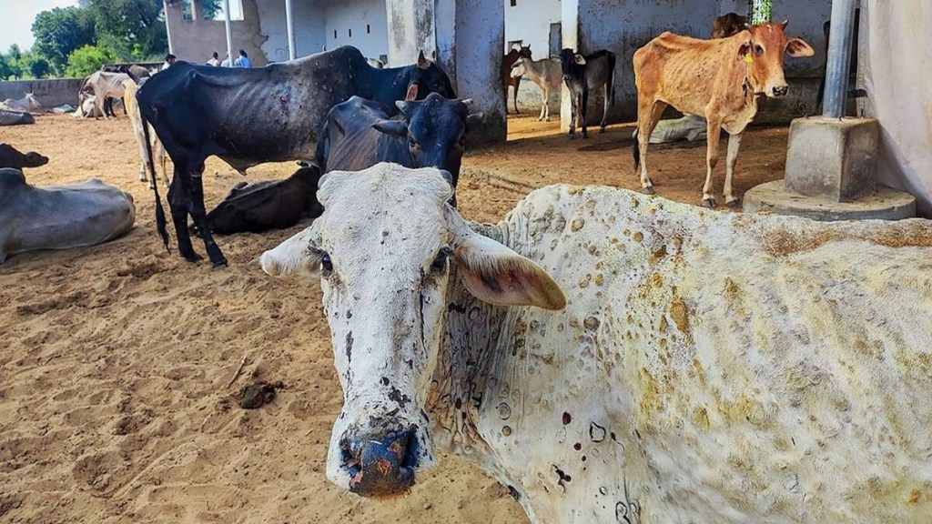 Maharashtra, Lumpy Skin Disease, Cattle, Cattle death, Farm animals, India News Maharashtra, Lumpy Skin Disease, Cattle, Cattle death, Farm animals, India News
