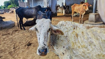 Maharashtra, Lumpy Skin Disease, Cattle, Cattle death, Farm animals, India News