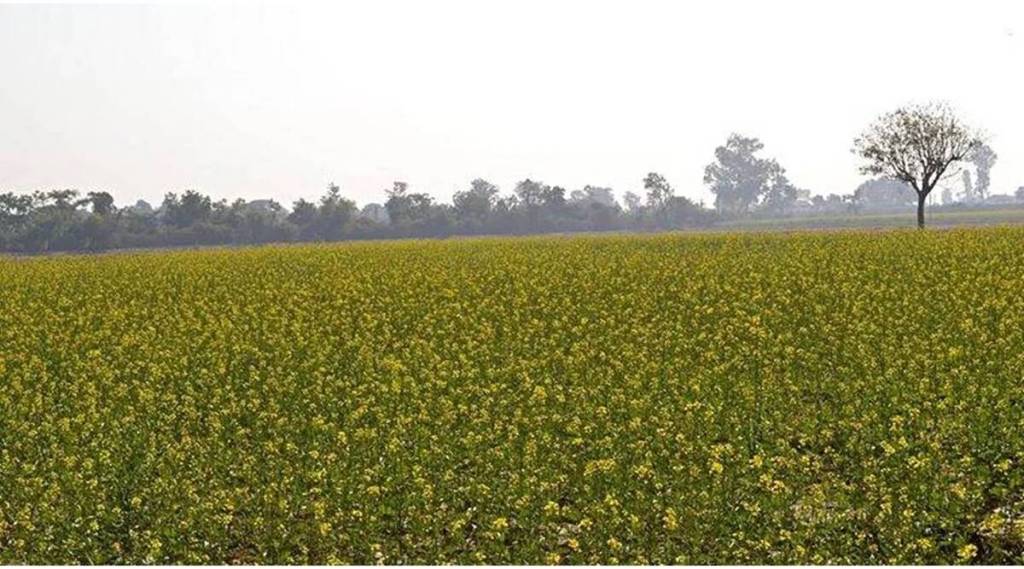 mustard seeds