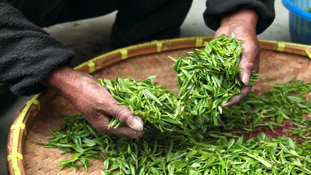 Tea Board of India, STGs, Tea, India, Saurav Pahari, budget, commerce ministry, government, Small Tea Growers, Export, International market, domestic market, AGM, big tea planters, MSME, SME, SMB, MSE, small business, V Anantha Nageswaran, Chief Economic Adviser, CEA